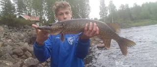 Även i forsen fanns en stor gäddda