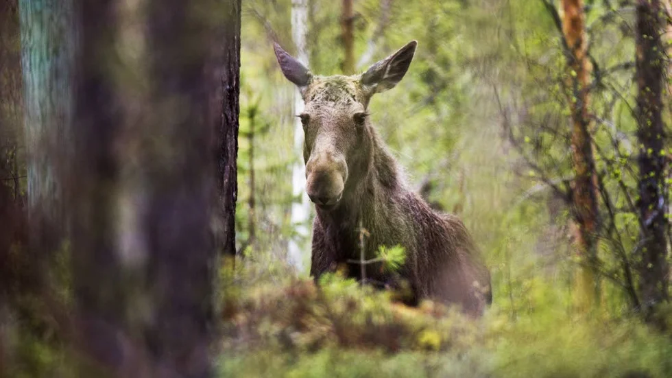 MINDRE. ”Älgarna är yngre och mindre, det handlar om väldigt få 300-kilosälgar, som annars är brukligt”, 
säger Roger Ögren.