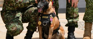 Colombia hedrar försvunnen sökhund med medalj