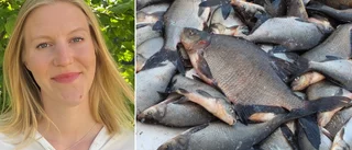 Vill ha 17,7 miljoner – för att fiska: "Kan bli bra matfisk"