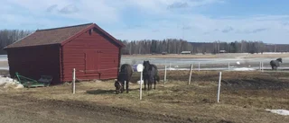 Dödlig hästsjuka nära Norrbotten
