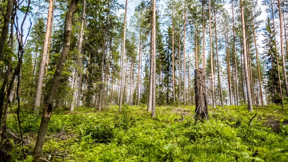 Den här höjden, idag ett naturreservat, kan i framtiden ha omvandlats till ett brofäste för Norrbotniabanan om den föreslagna dragningen blir verklighet.