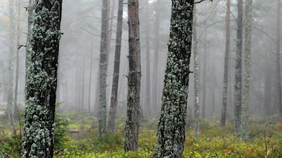 Skogen är en viktig norrbottnisk råvara, anser strukturfondens ledamöter.
