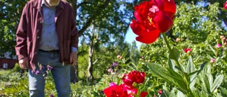 Rätt tid att plantera pioner
