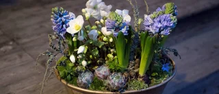 ”Julstjärnan ingen bra vinterblomma”