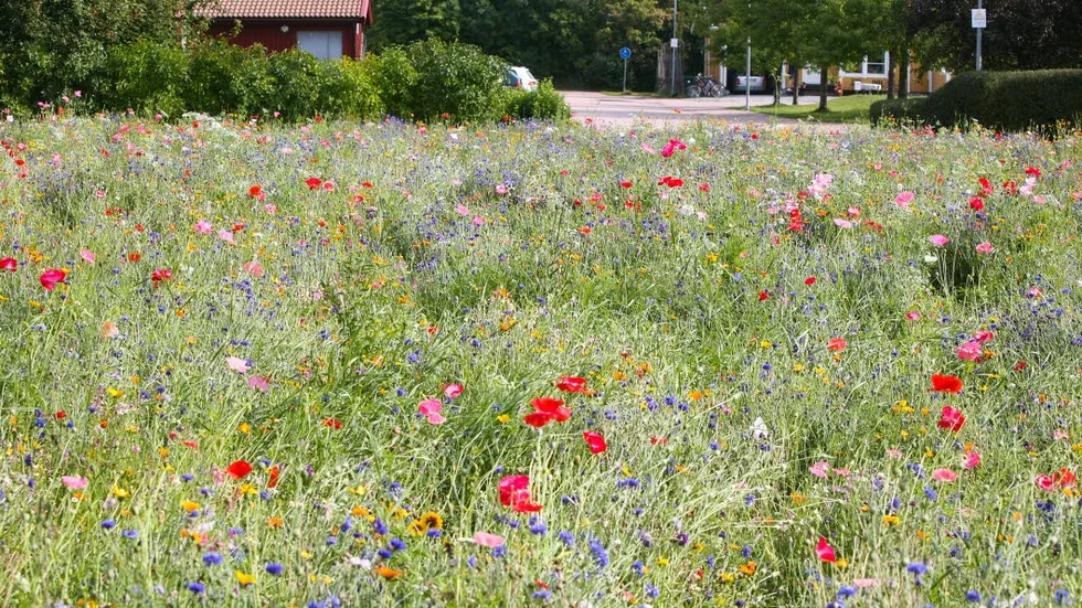 Kommunens anlagda blomsteråker på Gröngarn.