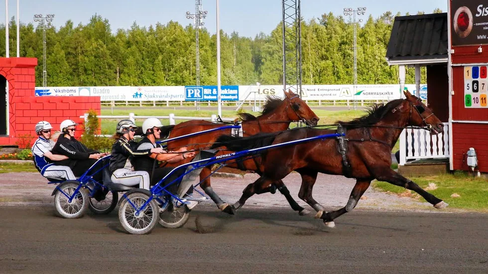 TRAV. I kväll är det midnattstrav i Boden. Arrangörerna hoppas att minst tiotusen ska söka sig till ovalen.