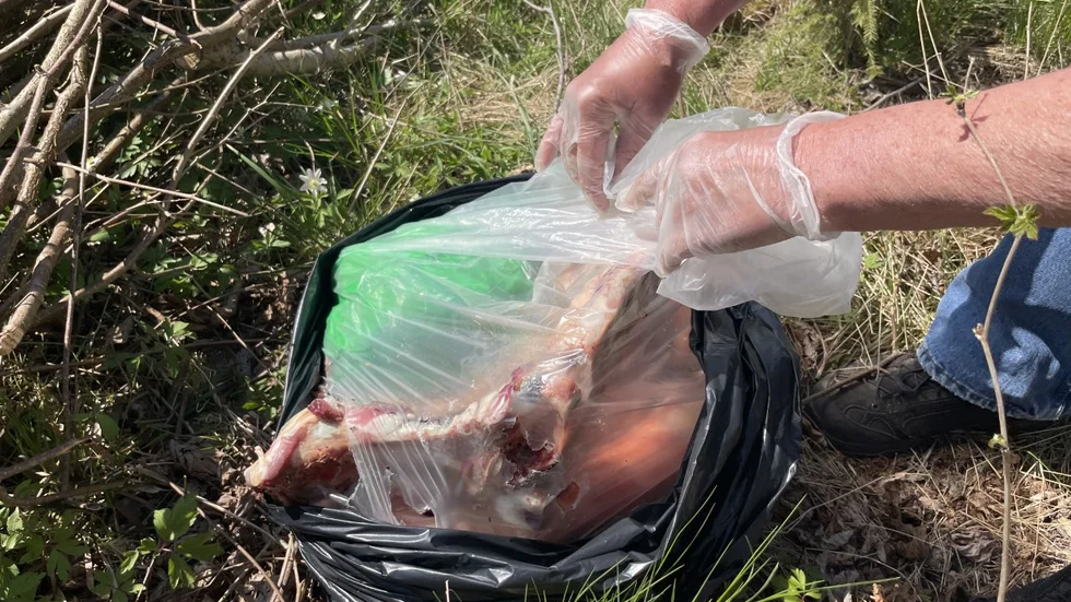 I plastpåsar dumpades slaktavfallet, som inte tros ha legat så länge i skogen.