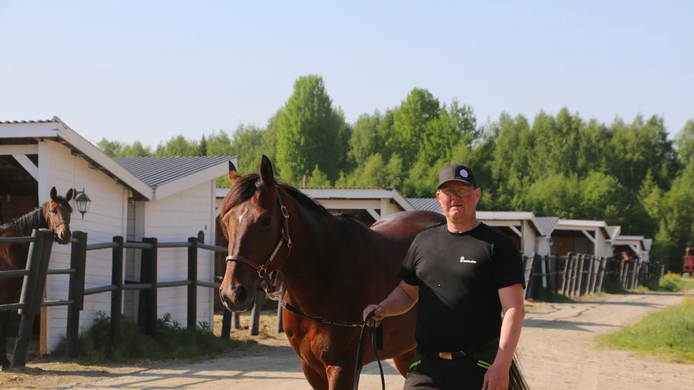 På väg mot ny V75-succe´. Barolo Gene och Roger Nilsson vann V75-lopp i Skellefteå i oktober. Nu väljer Roger att inte köra själv och hoppas på ny seger för hästen med Örjan Kihlström i sulkyn.