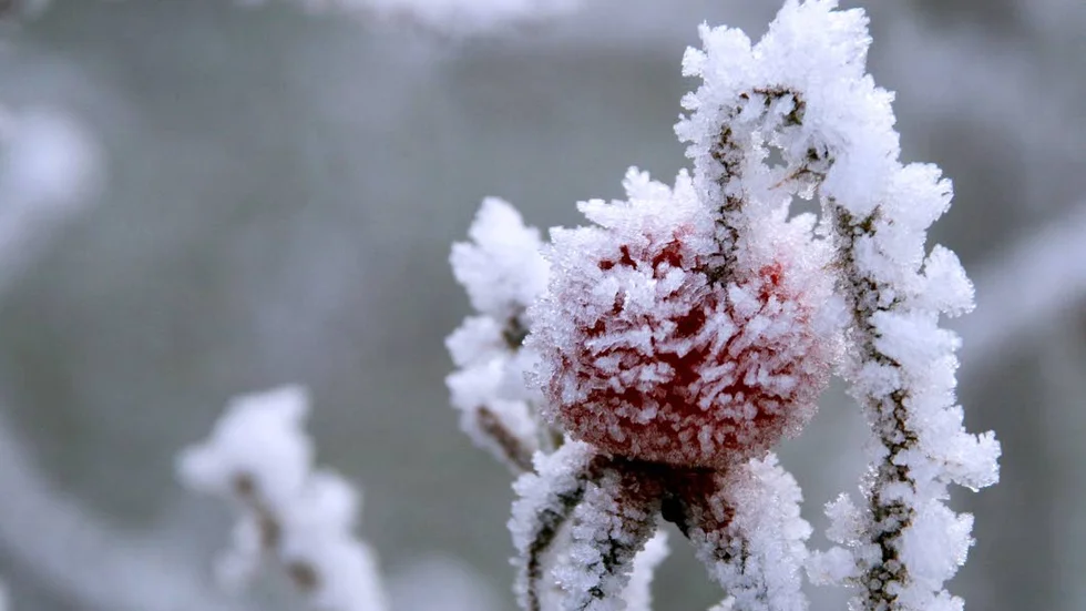 Lokalt kan det förekomma frost på sina håll.