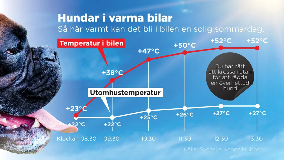 Så här varmt kan det bli i bilen en solig sommardag.