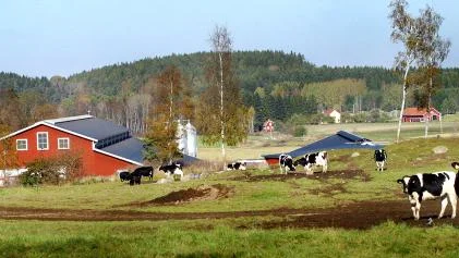 Horns samhälle har drygt 900 invånare. Om Flytthems gård får tillstånd att expandera kommer det att finnas fler kor än människor i Horn.