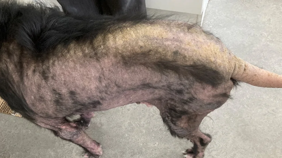 Hunden, vars ägare kommer från Tierp, hade ingen päls kvar förutom lite på nacken och huvudet.