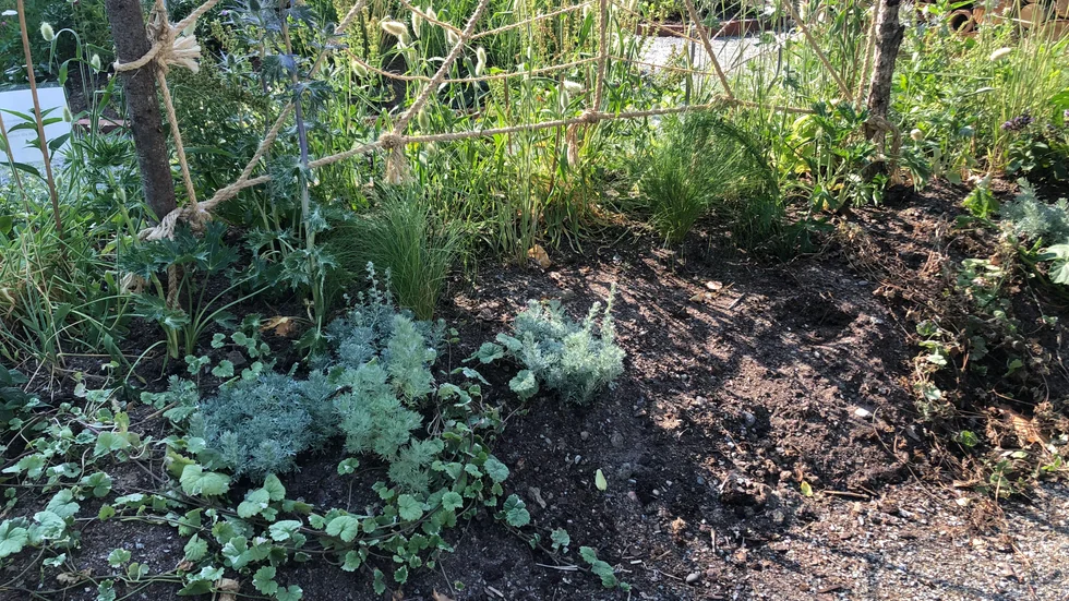 Blommor har ryckts upp ur rabatterna. 