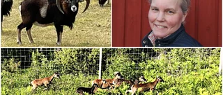 Illegal utsättning av mufflon hotar fårnäringen