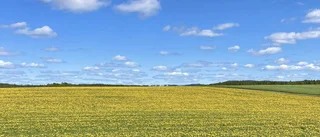 Läsarbilden: Vackert maskrosfält