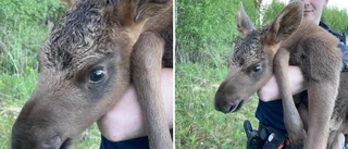 Sötchock när polisen hjälpte älgkalv hem till skogen 