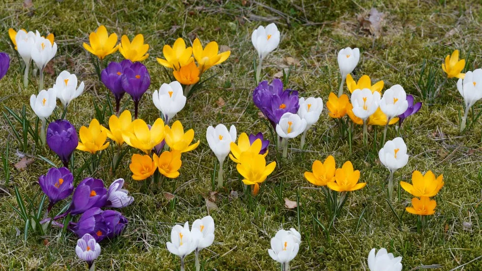 Är det bäst att beskriva krokusens essens, utan tanke på att någon ska läsa texten eller att berätta något  om blomman för en tänkt läsare?