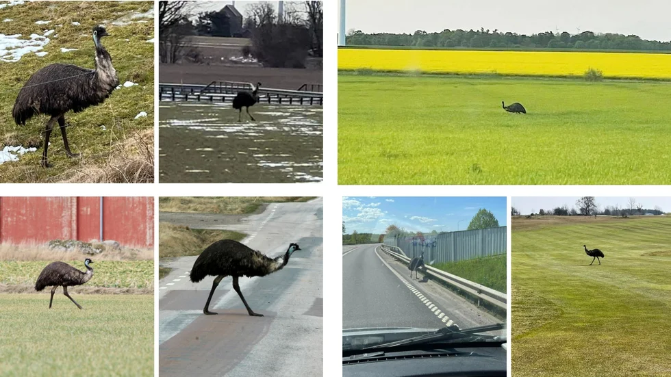 Emun har gäckat befolkningen i Ödeshög sedan i slutet av mars och har upprepade tillfällen setts i Ombergtrakterna, bland annat i närheten av Rök.