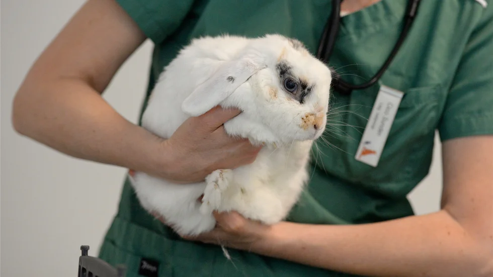 Det finns vaccin mot det smittsamma viruset, den som är orolig kan kontakta sin veterinär för mer information. Arkivbild.