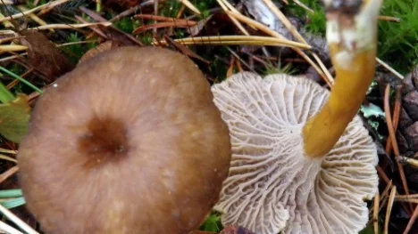 Trattkantareller varierar en hel del i färgen. Ibland är de ljusare och ibland mörkare på hatten i olika brunaktiga nyanser.