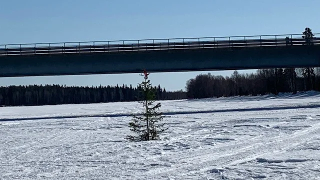 Förra årets drog granen och isen iväg i mitten av maj. Hur blir det i år?