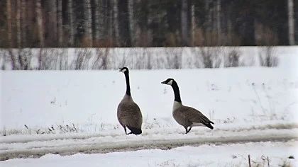 Kanadagässen har kommit till Hultet, Överkalix.