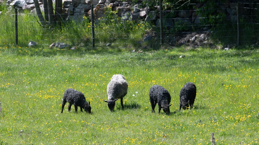 Ett tiotal får utan någon känd ägare har omhändertagits på Djursö i Sankt Anna. (Fotot föreställer andra får än de som som omskrivs i artikeln) 
