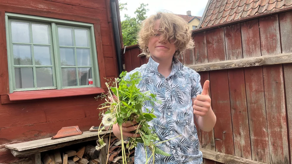 14-åriga Oscar Laurent är killen som tar över där andra gett upp - med att rensa ogräs.