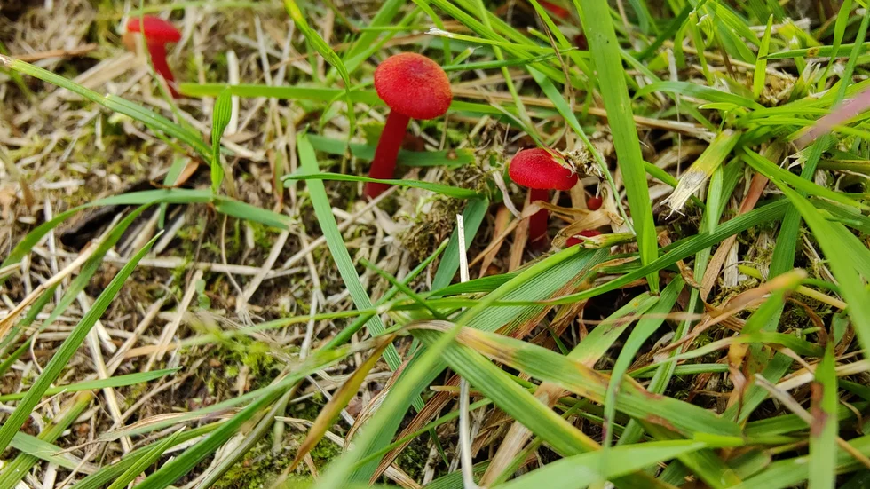 Läsarbild: Naturens egen godisfabrik. Ser ut som naturens egen godisfabrik, tycker Anders Boman som fotat bilden.
Har du också en bild du vill dela med dig av? Mejla till familj@kuriren.com. Ange dina kontaktuppgifter och beskriv bilden kort.