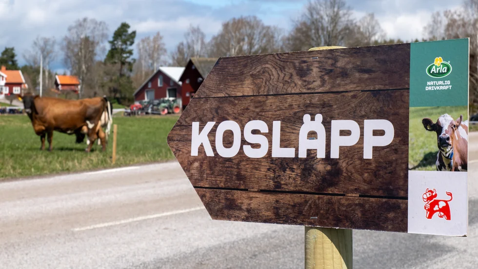 Årets kosläpp i Lörstad utanför Blackstad lockade mängder med besökare.