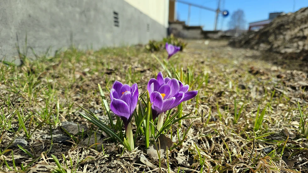 Det våras. Anki Flygare-Nilsson har fotat ett tydligt vårtecken i Boden den 14 april, vid stadshuset och polishuset där det har börjat blomma bredvid snödrivorna.