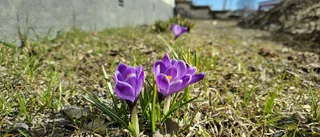 Läsarbilden: Det våras i Boden