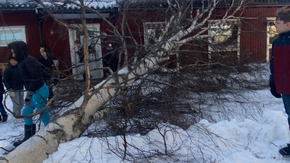 Den kraftiga björken lade sig mot klassrummet hos mellanstadieklassen 6c på Stadsöskolan.