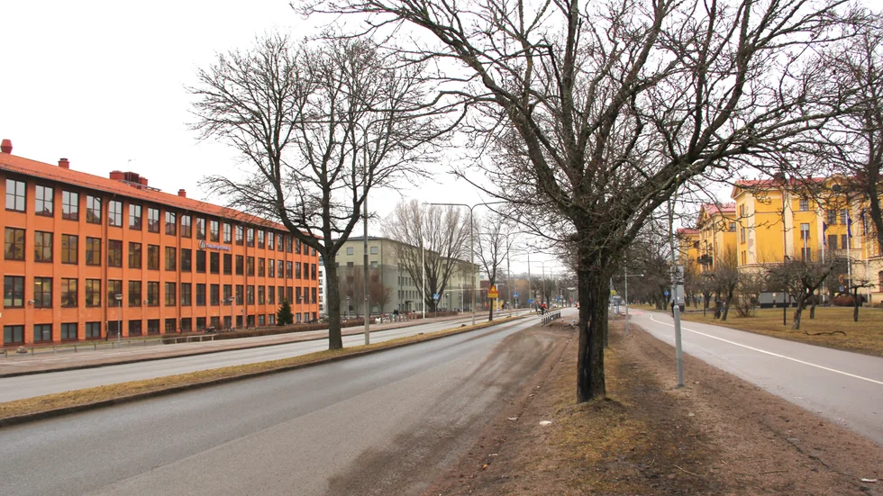 Hundratals träd kan komma att fällas till förmån för Uppsalas spårvägsbygge.