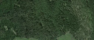 Ny ägare till skogen på Lövstabruk 400 i Tierp Landsbygd