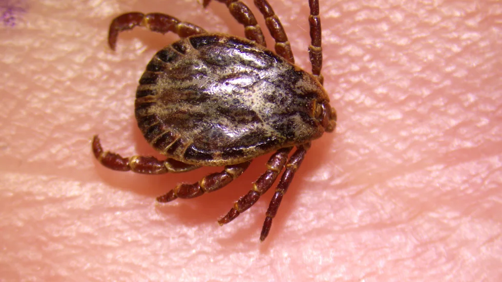 Fästingen Dermacentor Marginatus har för första gången påträffats i Sverige. Här heter den brokig fårfästing.