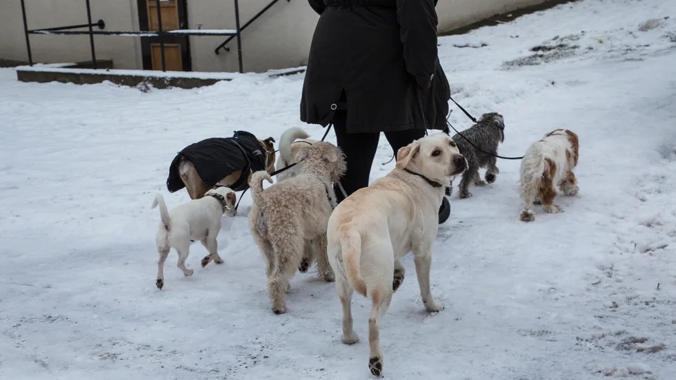 Länsstyrelsen har beslutat att omedelbart omhänderta 36 hundar och tre får efter vanvård på en gård utanför Eskilstuna.  Bilden är taget i ett annat i ett sammanhang.
