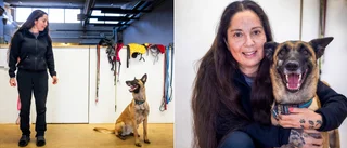 Hundpsykologens bästa tips – så gör du om du blir attackerad