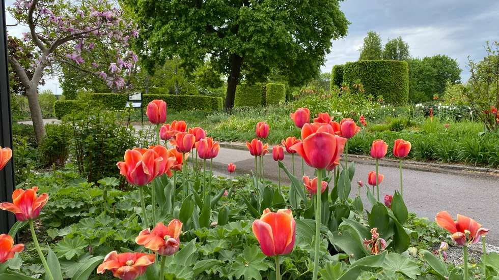 Drömparken – kronan på verket, tycker länsstyrelsen och vill skydda parken genom att byggnadsminneförklara den.