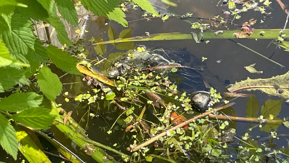 Två andra döda fåglar hittades på en annan del av dammen i Stadsträdgården.
