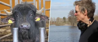 Vattenchocken: Bufflarnas mat helt dränkt