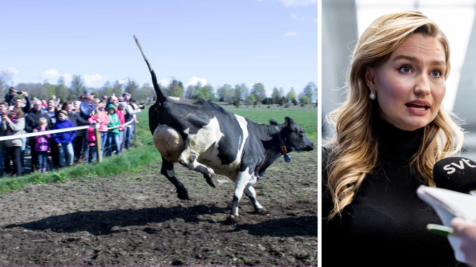 Inga kosläpp med KD. Ebba Buschs Kristdemokraterna driver på för att avskaffa beteskravet, skriver Erika Bjureby.