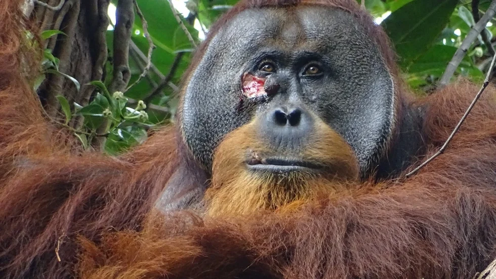 Orangutang-hannen på Sumatra som, av allt att döma, behandlat sitt eget sår på kinden med en medicinalväxt.