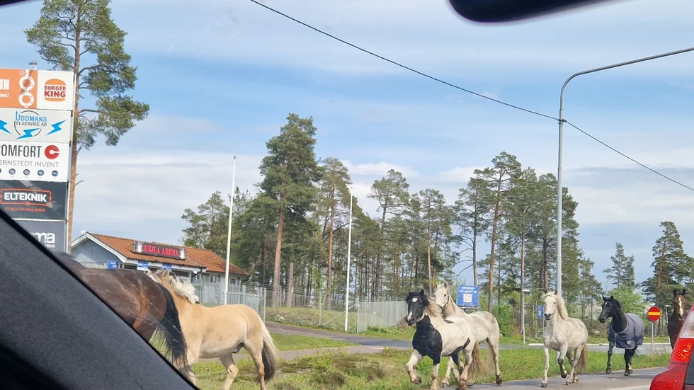 Förvånade bilister fick sällskap av hästar på infarten till Västervik.