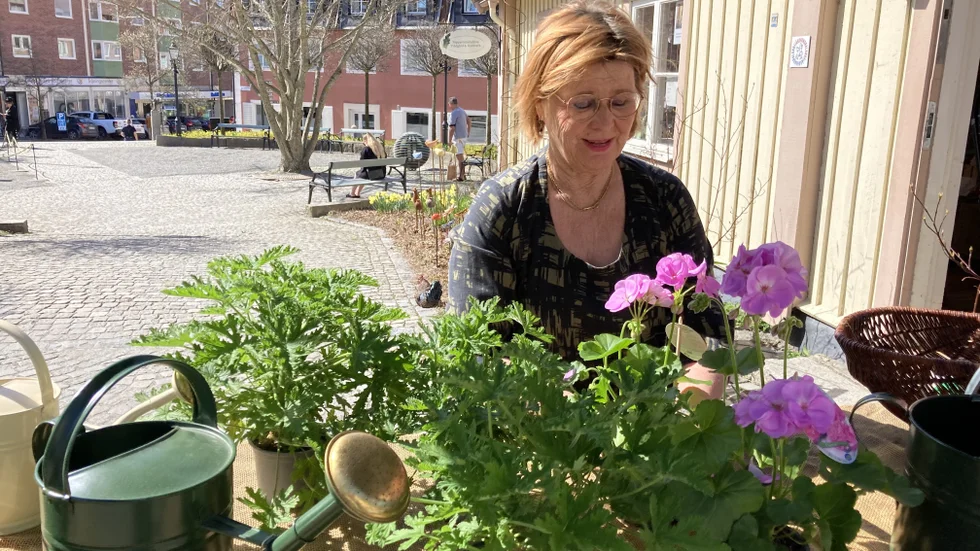 Elisabet Lind plockar fram årets pelargon och doktor Westerlunds blomma utanför butiken. 