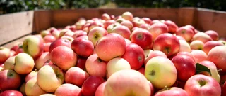 Studie: Frukt och grönt hjälper minnet