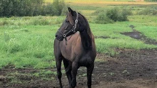 9-åriga stoet Glace Au Four tränas av Lars Marklund och imponerade vid segern i Boden senast. Möter Vitsandshästen O.K.Nalan i V4-1.
