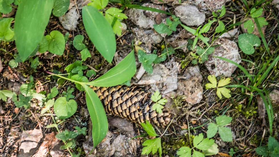 För att säkra den biologiska mångfalden och ta tillvara på skogens klimatpotential måste det svenska skogsbruket förändras i grunden, skriver debattörerna.
