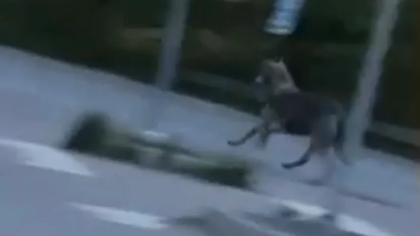 Ett vargliknande djur sågs mitt i Knivsta. 